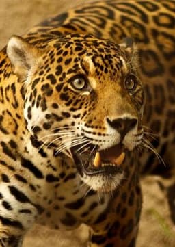 Jaguar