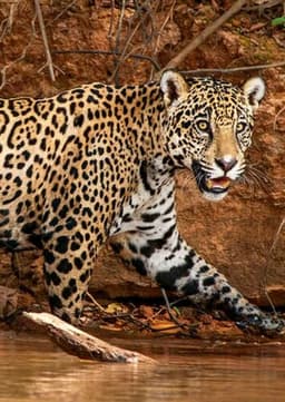 Jaguar