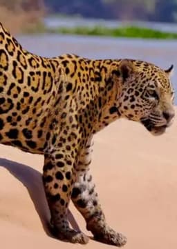 Jaguar