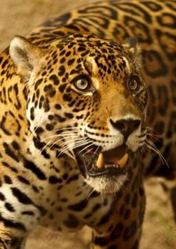 Jaguar