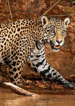 Jaguar