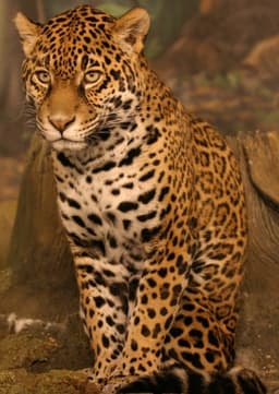 Jaguar