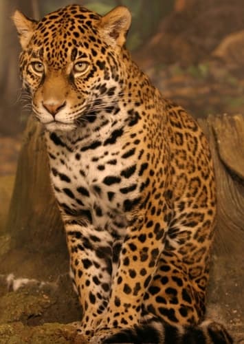 Jaguar