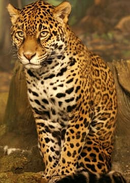 Jaguar