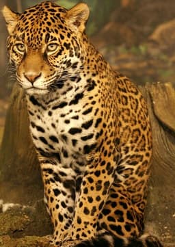 Jaguar