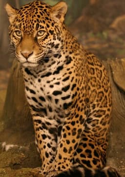Jaguar