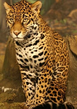 Jaguar