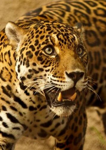 Jaguar