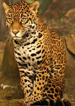 Jaguar