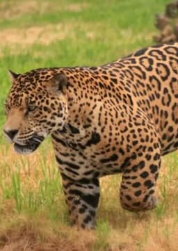 Jaguar
