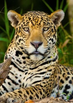 Jaguar