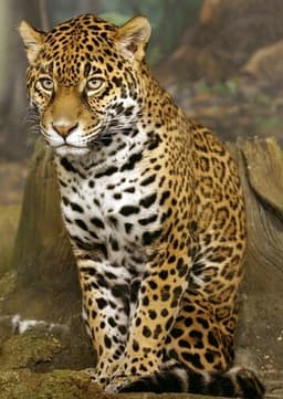 Jaguar