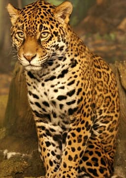 Jaguar