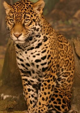 Jaguar