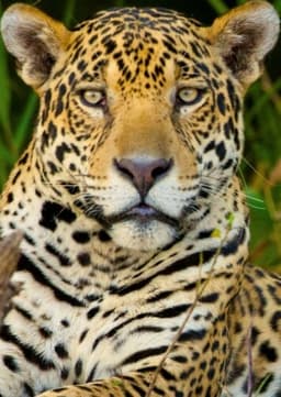 Jaguar