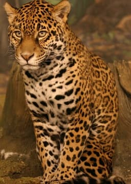 Jaguar