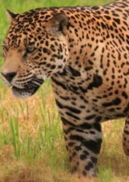 Jaguar