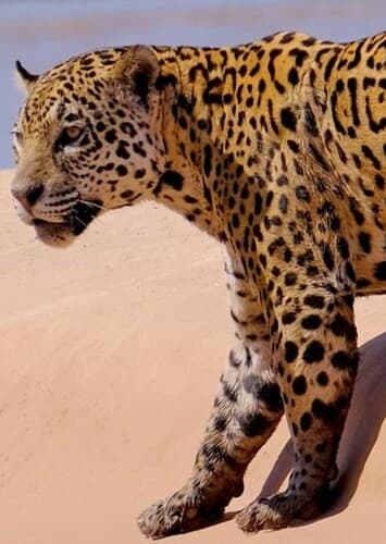 Jaguar