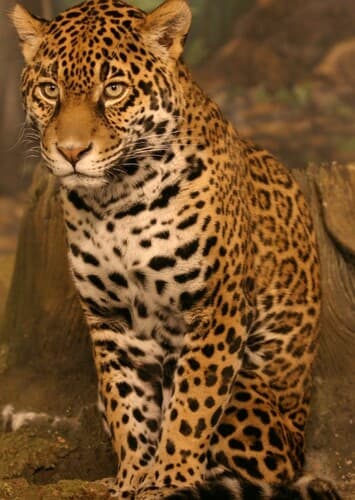 Jaguar