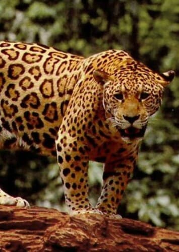 Jaguar