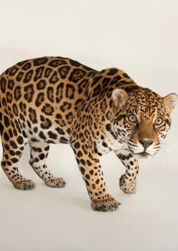 Jaguar