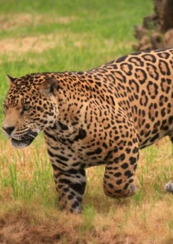 Jaguar