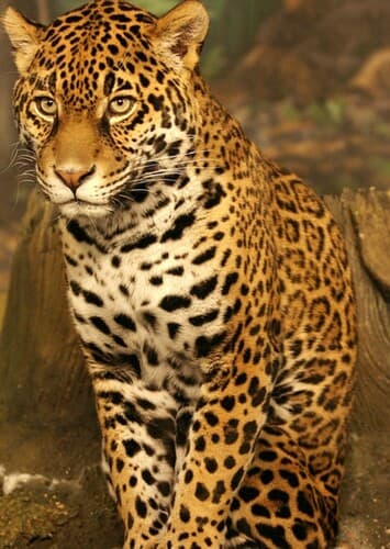 Jaguar