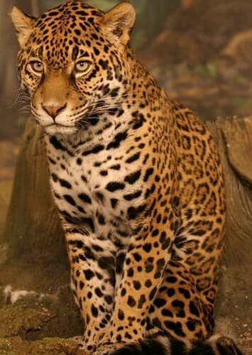 Jaguar