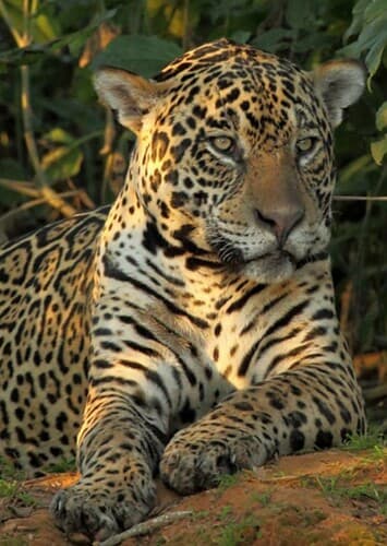 Jaguar