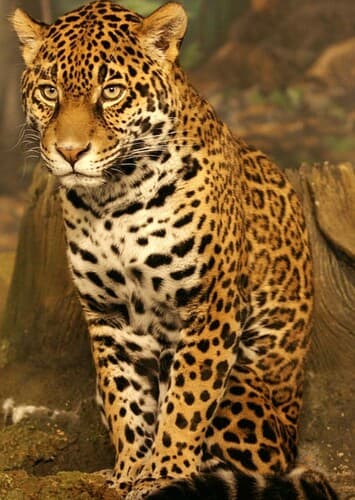 Jaguar