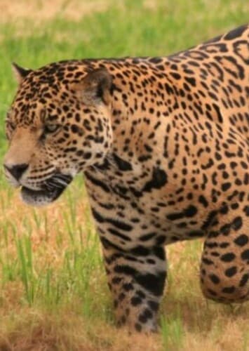 Jaguar