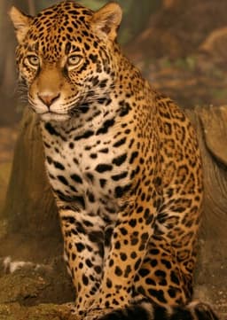 Jaguar