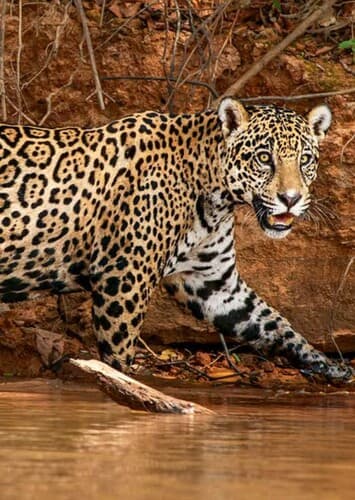Jaguar