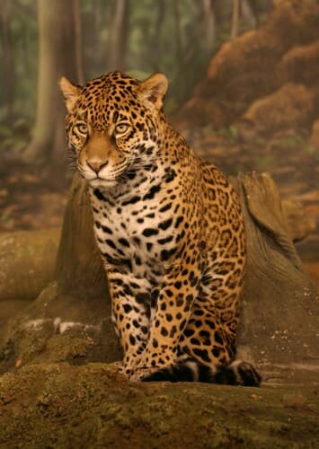 Jaguar