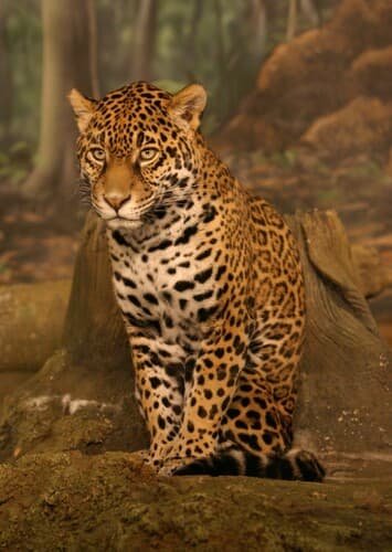 Jaguar