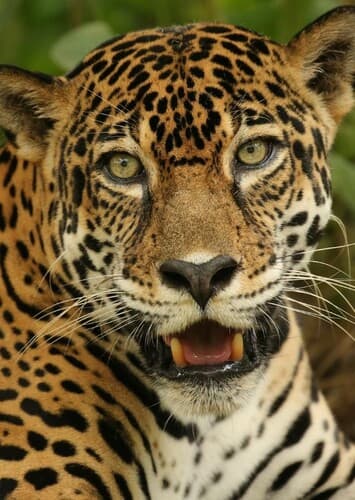 Jaguar