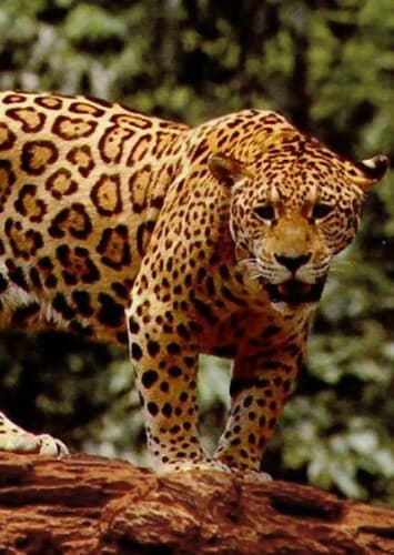 Jaguar