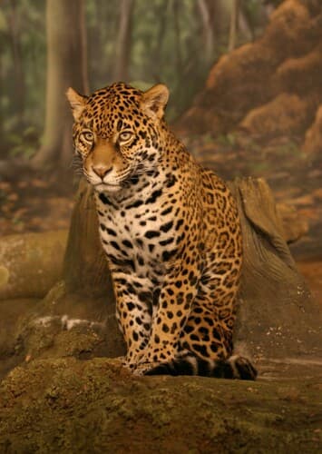 Jaguar