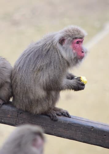 Japan Monkey Centre