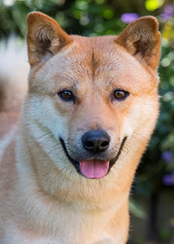 Korean Jindo Dog