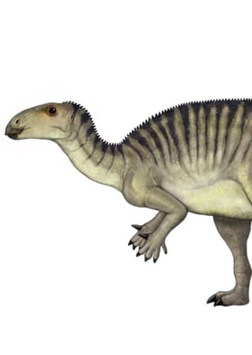 Jinzhousaurus