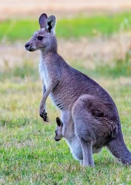 Kangaroo
