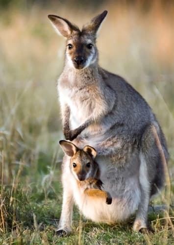 Kangaroo
