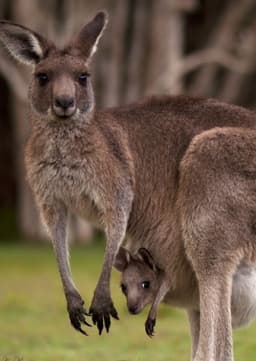 Kangaroo