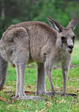 Kangaroo