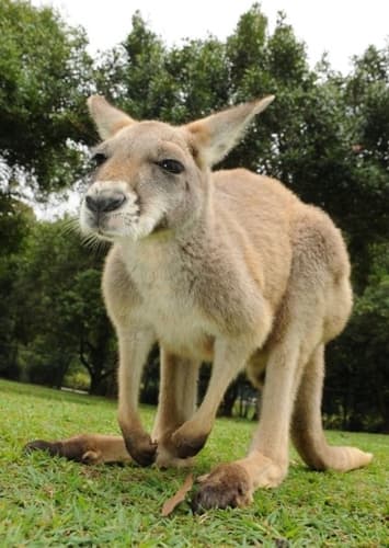 Kangaroo