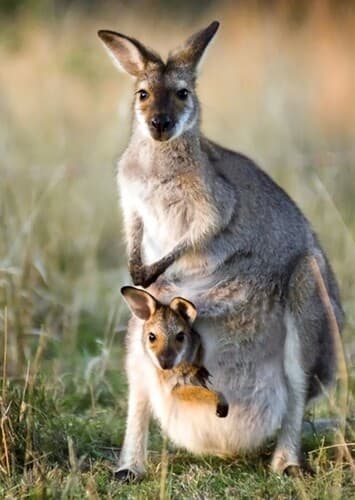 Kangaroo