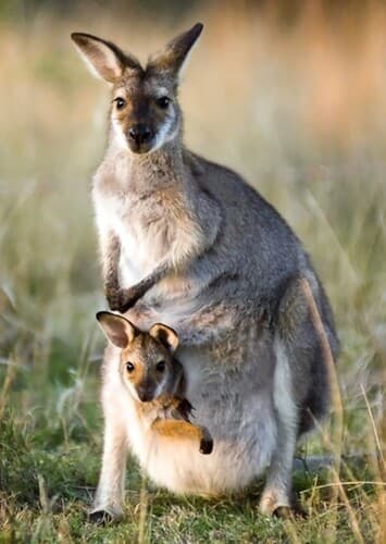 Kangaroo