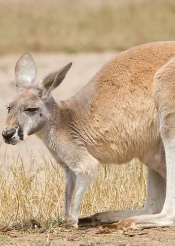 Kangaroo
