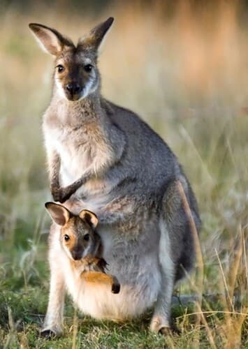 Kangaroo